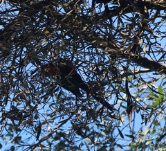 Alisterus scapularis