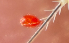 Acariformes