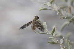 Poecilanthrax willistonii