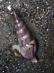 Ophiodermella inermis