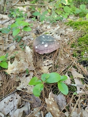 Russula cyanoxantha