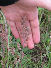 Crocanthemum bicknellii