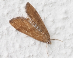 Parapoynx stratiotata