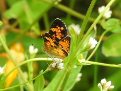 Phyciodes cocyta