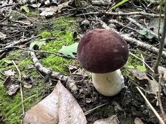 Tylopilus rubrobrunneus