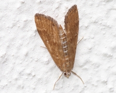 Parapoynx stratiotata
