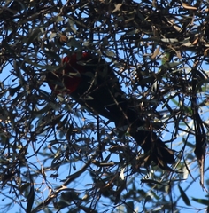 Alisterus scapularis