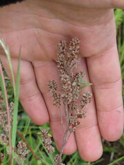 Crocanthemum bicknellii