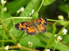 Phyciodes cocyta