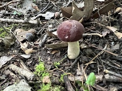 Tylopilus rubrobrunneus