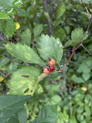 Crataegus chrysocarpa