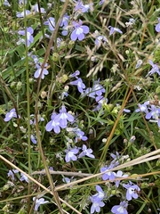 Lobelia kalmii