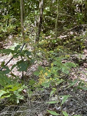 Solidago arguta