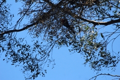 Alisterus scapularis