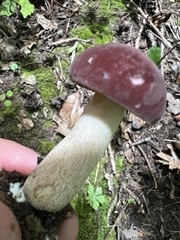 Tylopilus rubrobrunneus