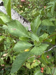 Crataegus chrysocarpa