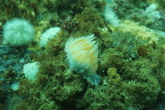 Dirona albolineata