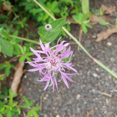 Centaurea nigrescens