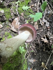 Tylopilus rubrobrunneus