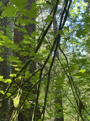 Picea sitchensis