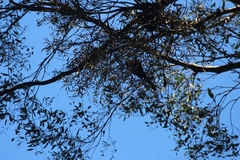 Alisterus scapularis