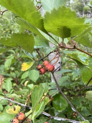 Crataegus chrysocarpa