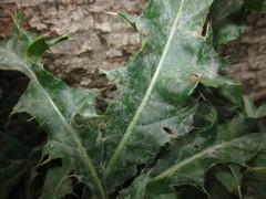 Golovinomyces cichoracearum