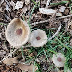 Leucoagaricus americanus