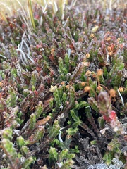 Cassiope tetragona