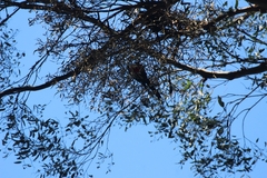 Alisterus scapularis