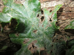 Golovinomyces cichoracearum