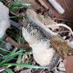 Leucoagaricus americanus