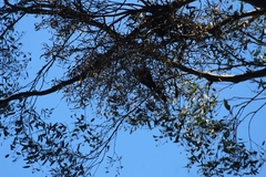 Alisterus scapularis