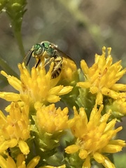 Agapostemon
