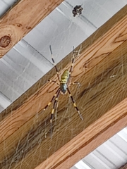 Trichonephila clavata