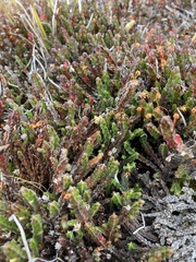 Cassiope tetragona