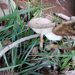 Leucoagaricus americanus