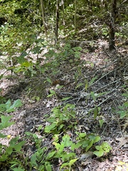 Solidago arguta