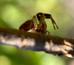 Synema globosum