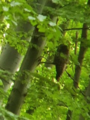Strix uralensis
