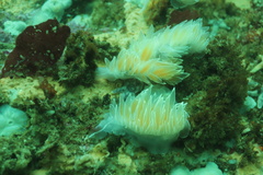 Dirona albolineata