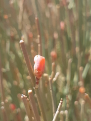 Ephedra fragilis