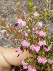 Erica spumosa