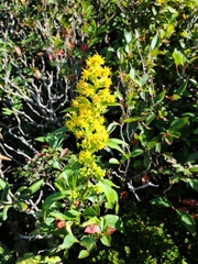 Solidago puberula