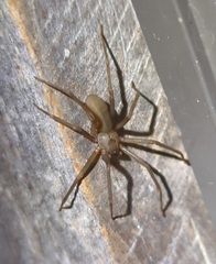 Loxosceles reclusa