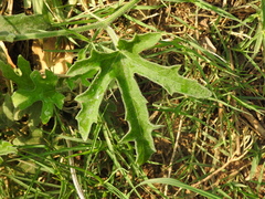 Cucurbitella asperata