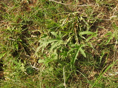 Cucurbitella asperata