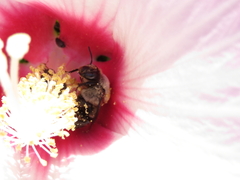 Ptilothrix bombiformis