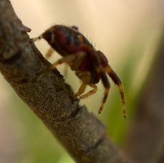 Synema globosum