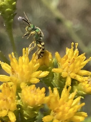 Agapostemon